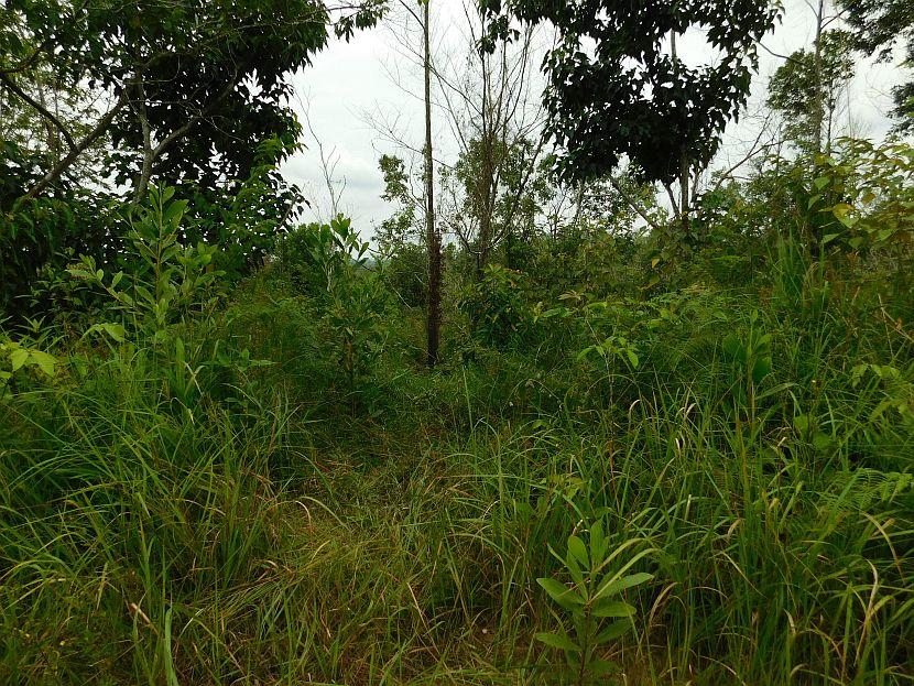 Reforestation Area