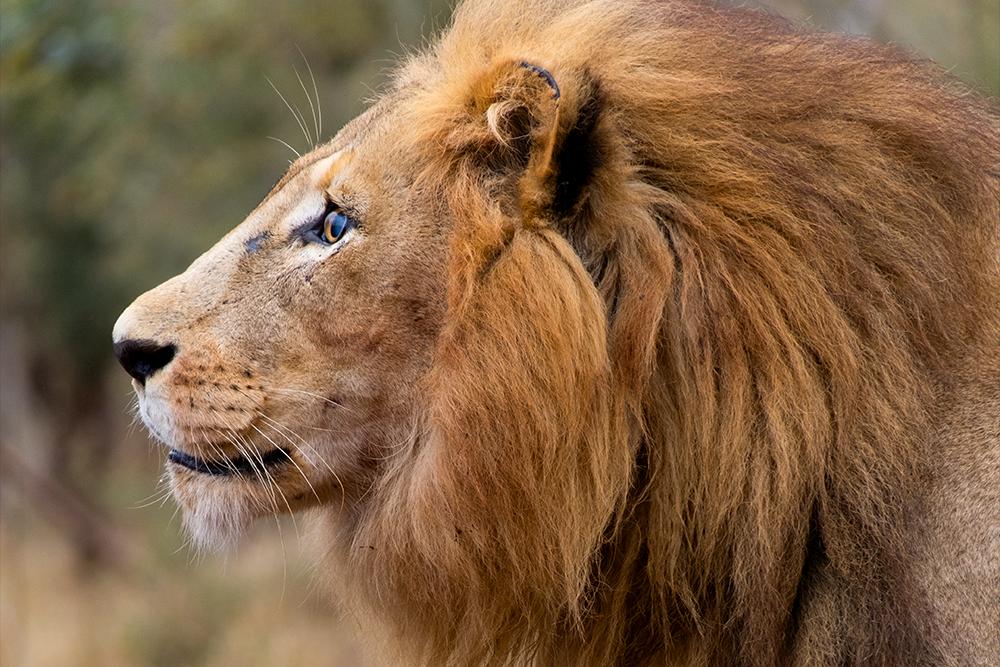 SanWild Sanctuary & Reserve