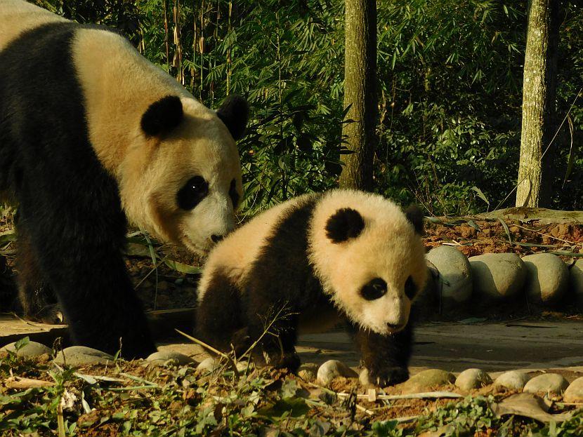 Panda Baby and mother