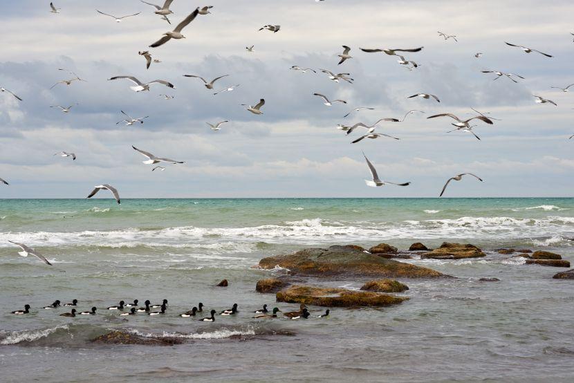 sea birds 