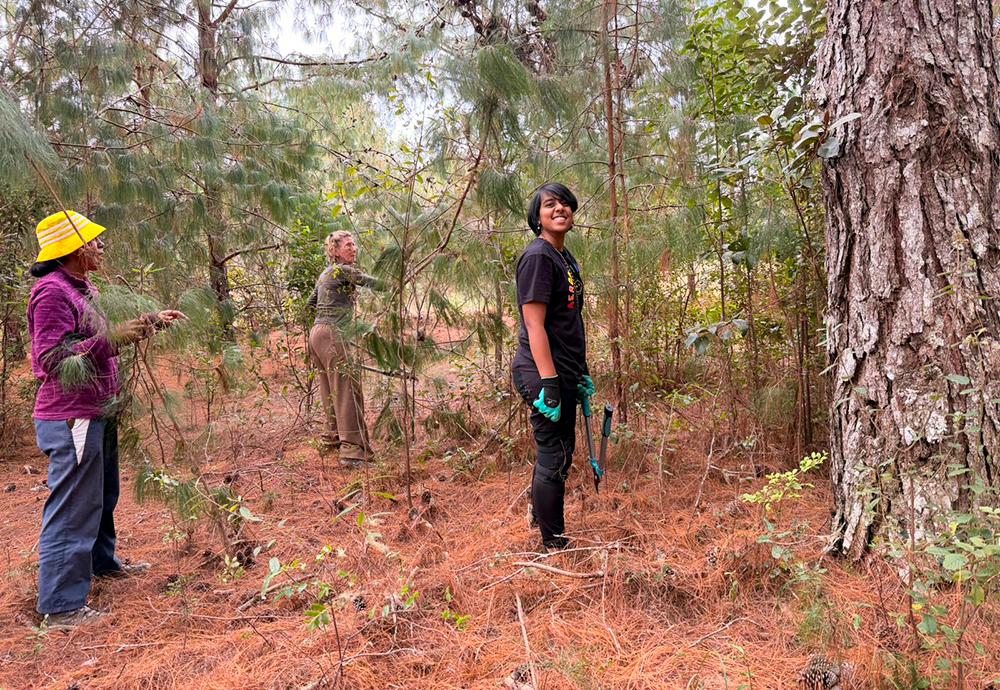 Volunteers Removing Invasive Plants