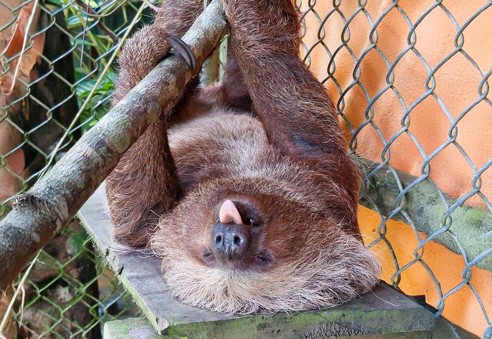 Big Daddy the Sloth - Peru Wildlife Sanctuary