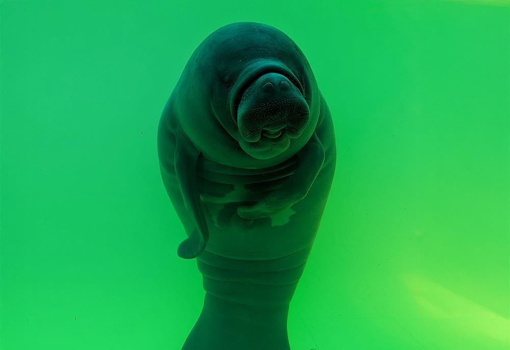 Newt the Manatee - Peru Wildlife Sanctuary