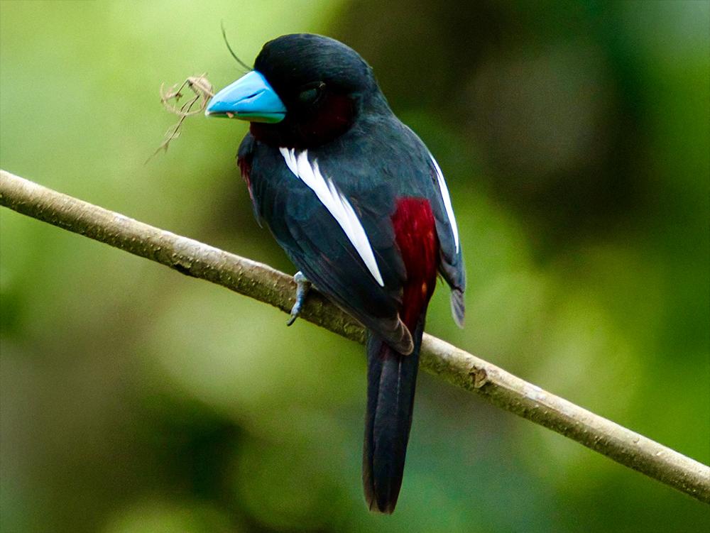Photograph of Bird by Volunteer Mark