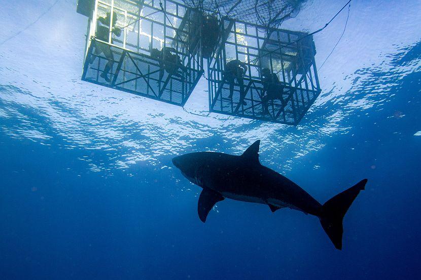 Great White Shark Cage Diving