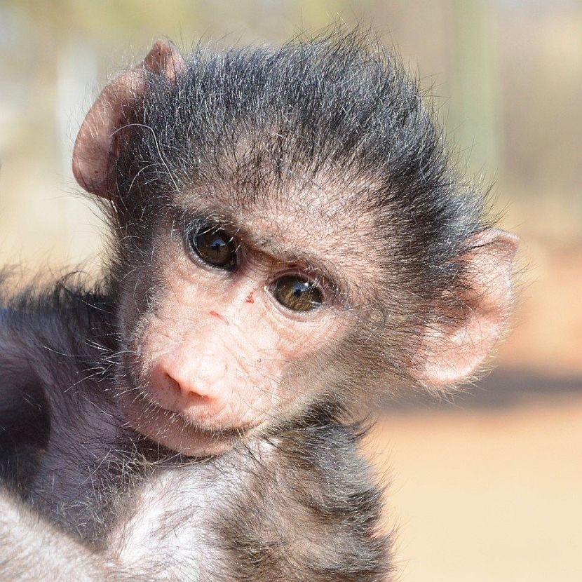 Namibia Baboon