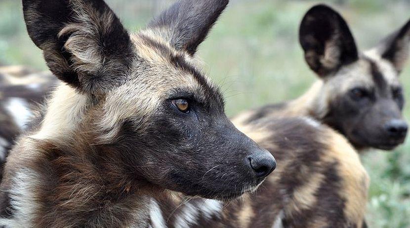 African Wild Dog - Namibia Wildlife Sanctuary