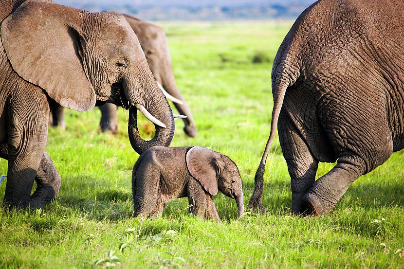 Baby Elephant