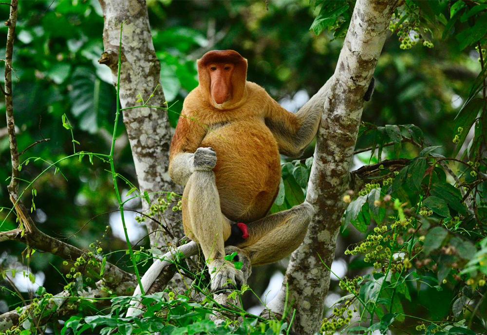 Proboscis monkey in tree