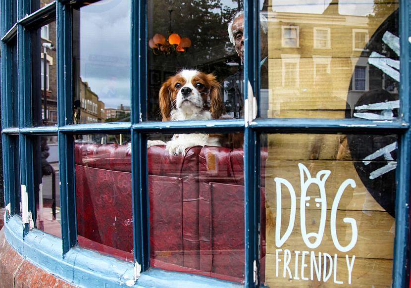 Dog in window