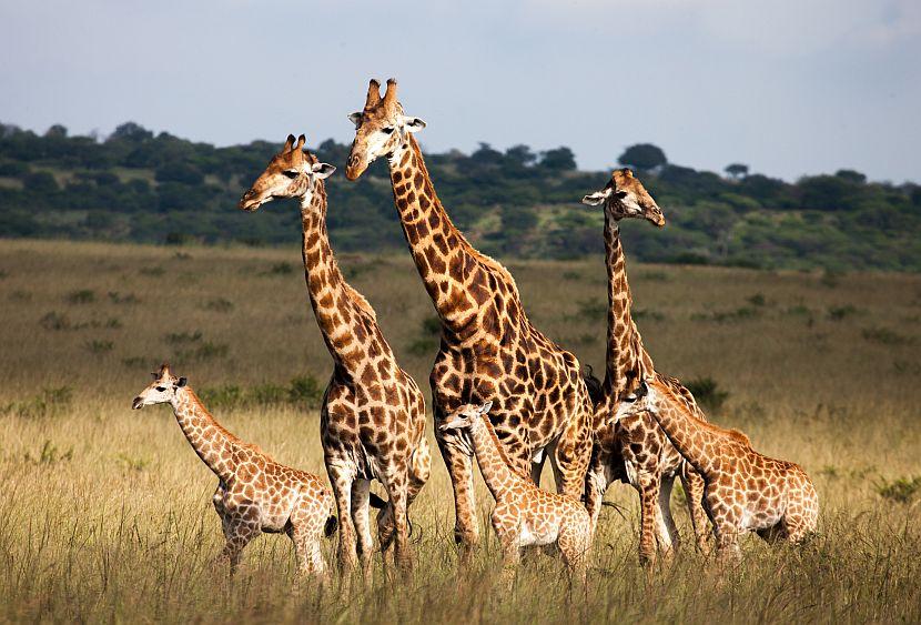 Giraffe family