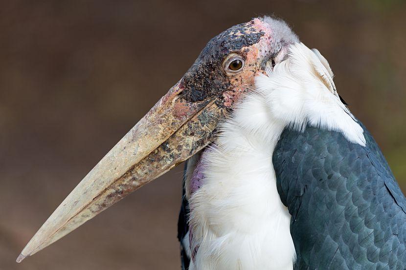 Marabou stork