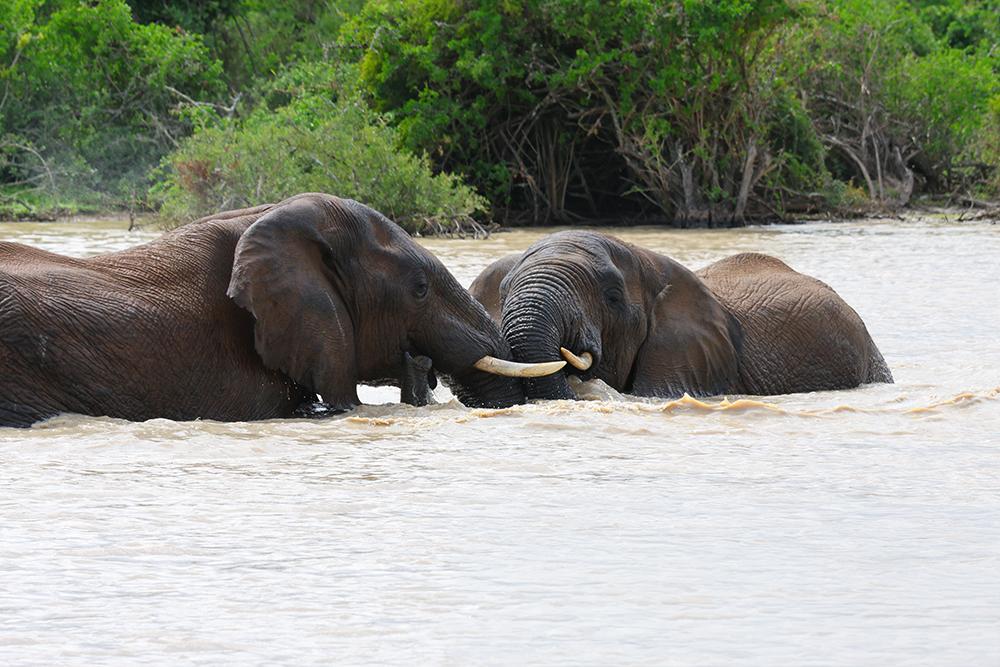 Elephants Play Fighting