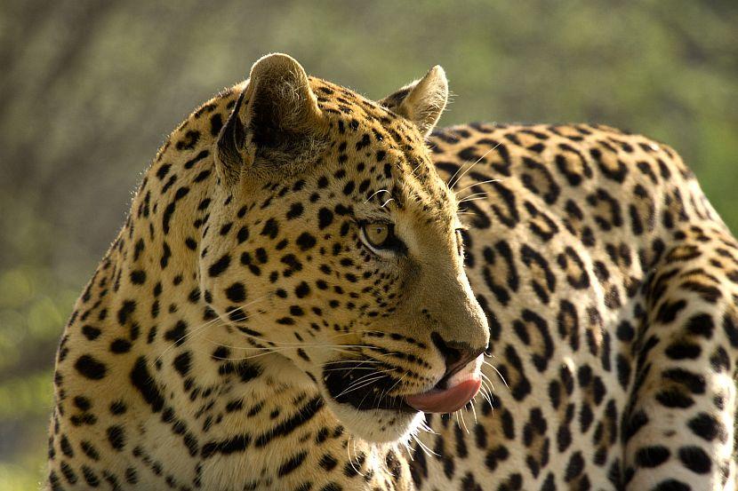 Big cats in Namibia