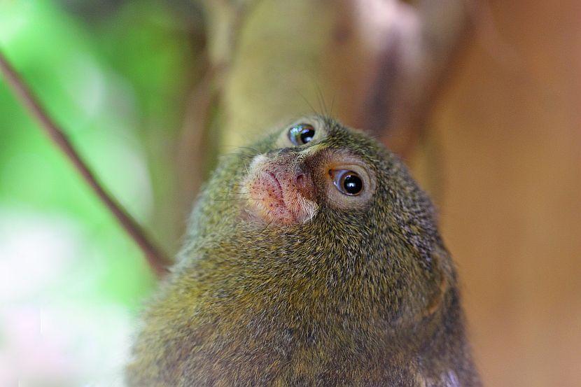 Pygmy marmoset