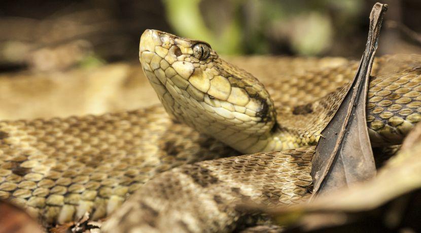 Golden Lancehead Snake