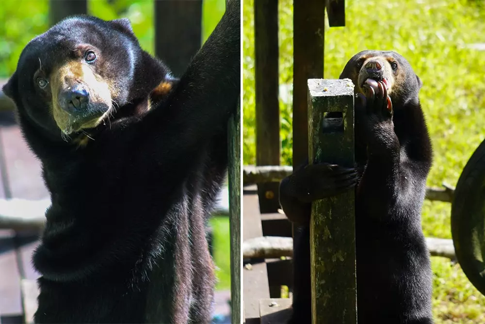 Sun Bear Enrichment