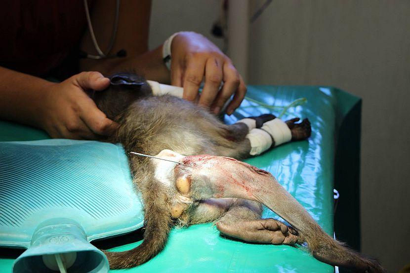 Baboon Surgery