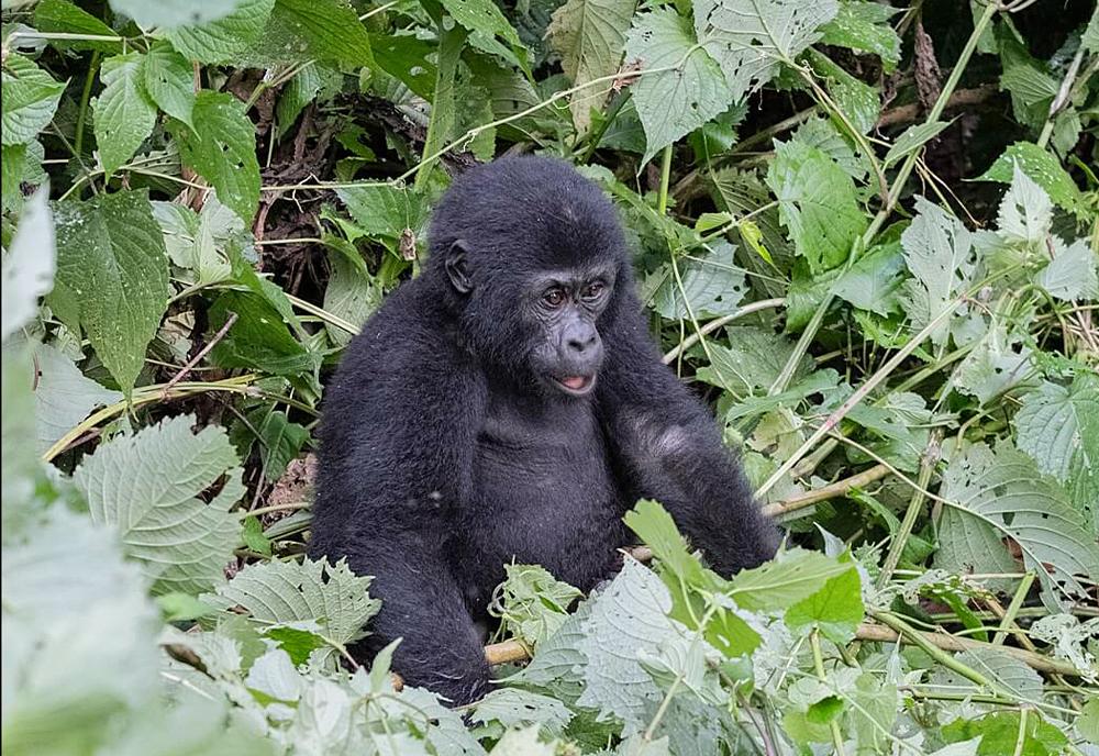 Young gorilla close up