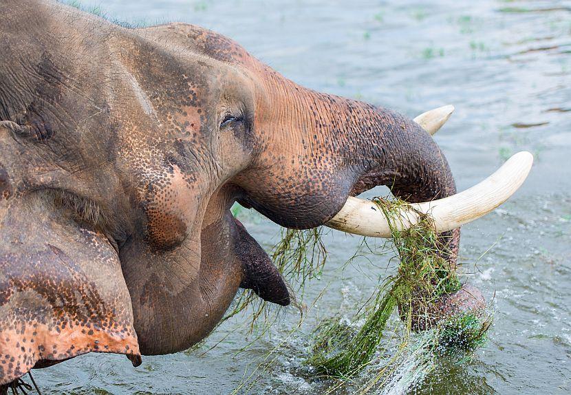 Happy Elephant