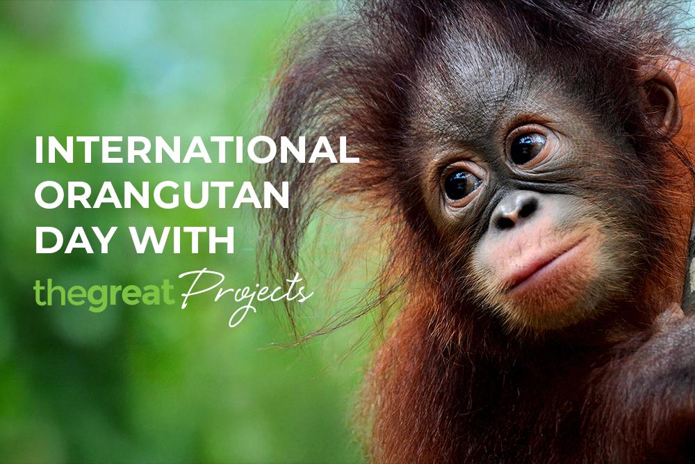 International Orangutan Day with The Great Projects Graphic