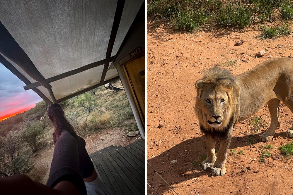 Sunset and Lion at Namibia Wildlife Sanctuary
