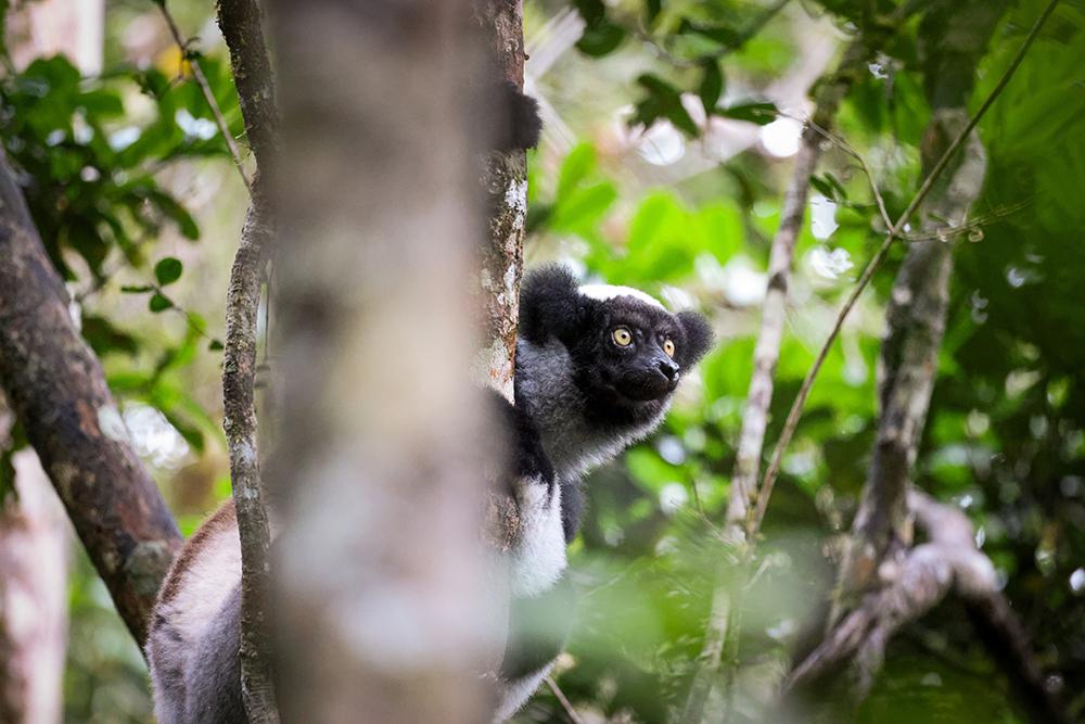 Lemur Research Project in Madagascar