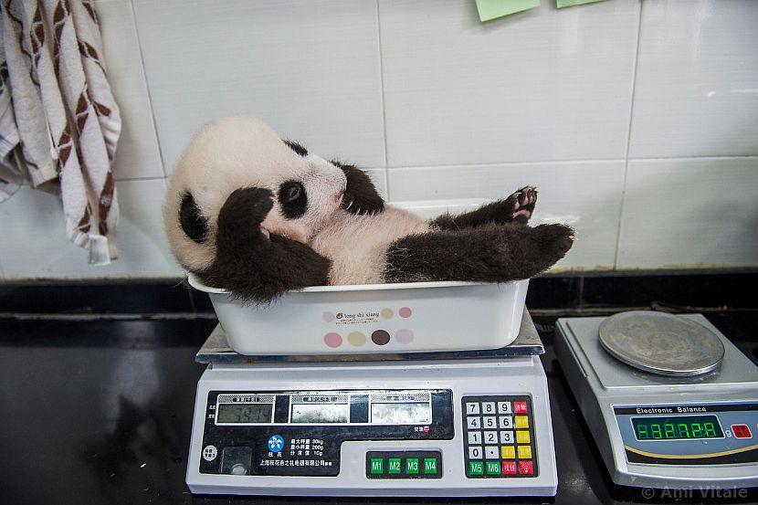 Baby panda being weighed