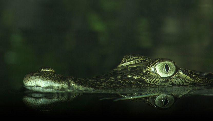 Saltwater crocodile