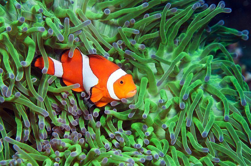 Clownfish