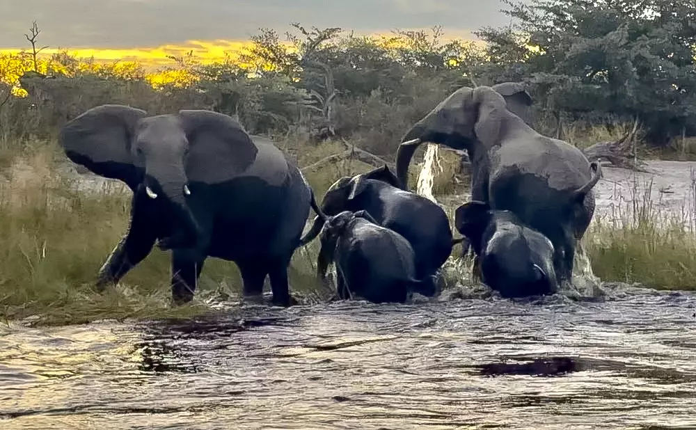 Elephants Crossing River
