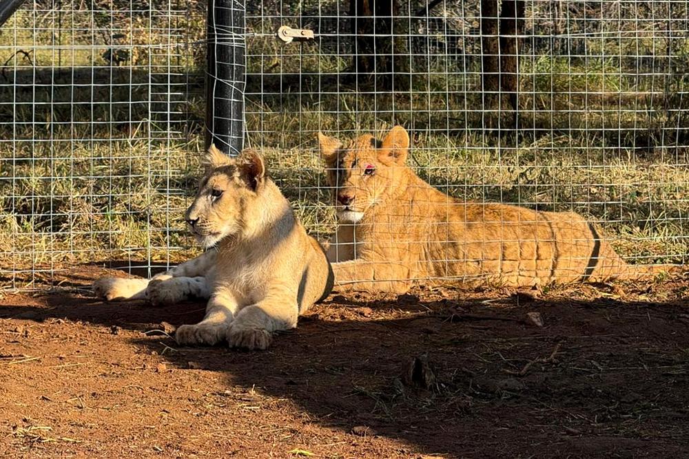 Rescued Lions Before Introduction