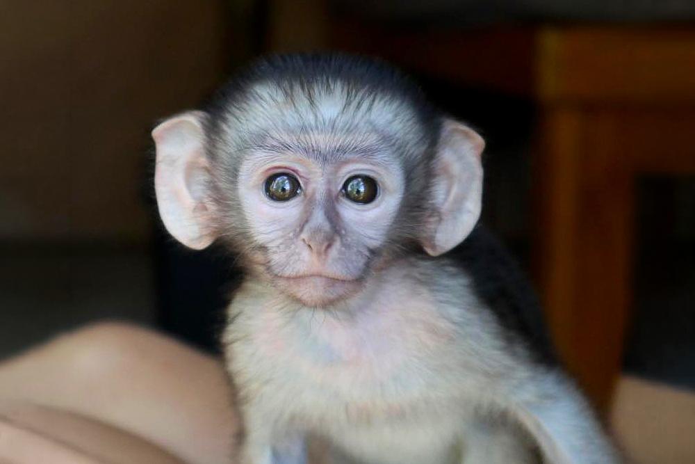 Vervet Monkey Sanctuary