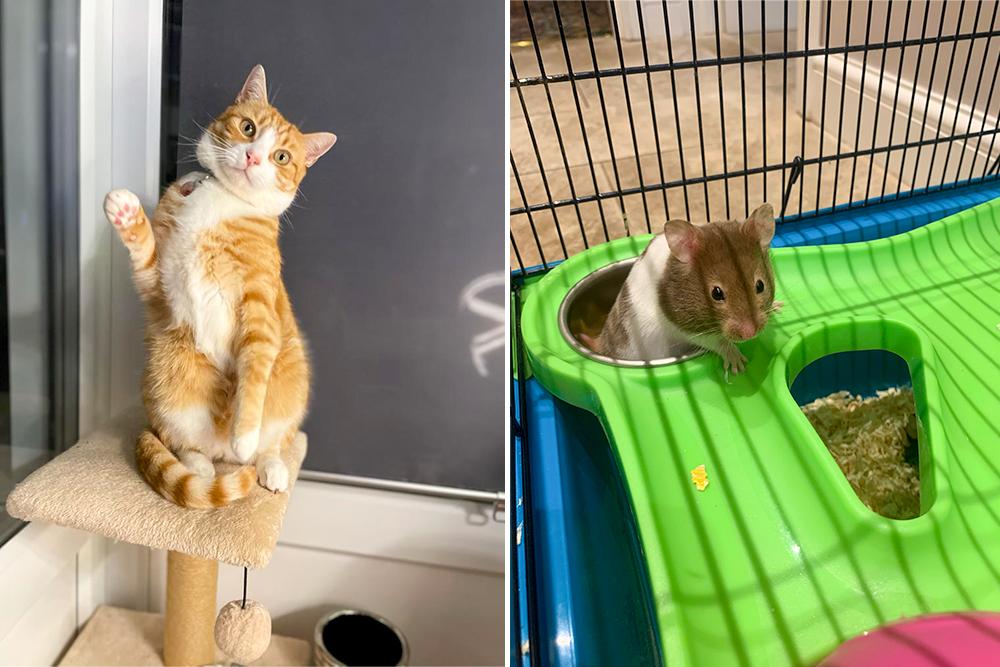 Environmental Enrichment for Pets