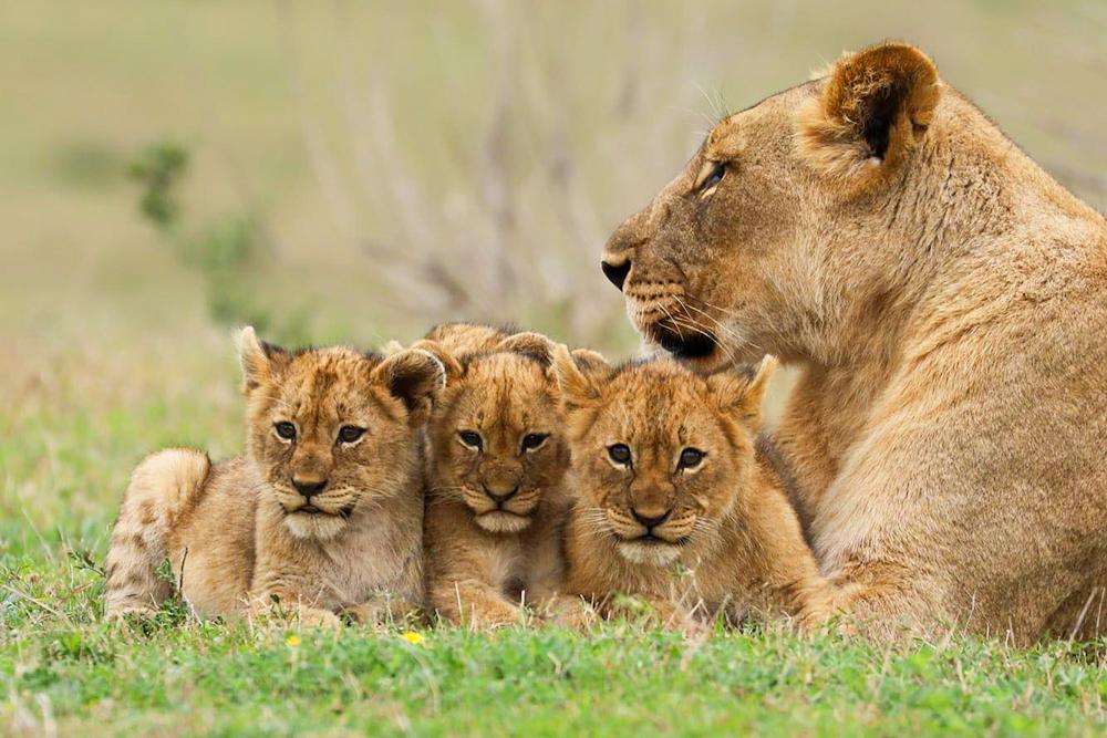 3 Lions