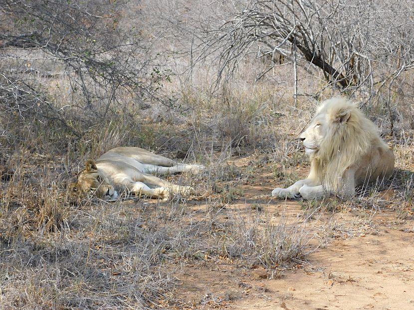 White Lions