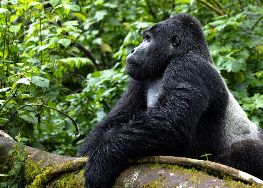 Silver Back Gorilla
