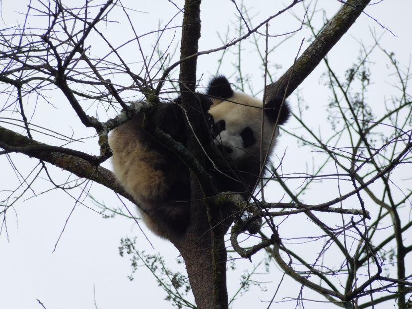 Panda in The Wild