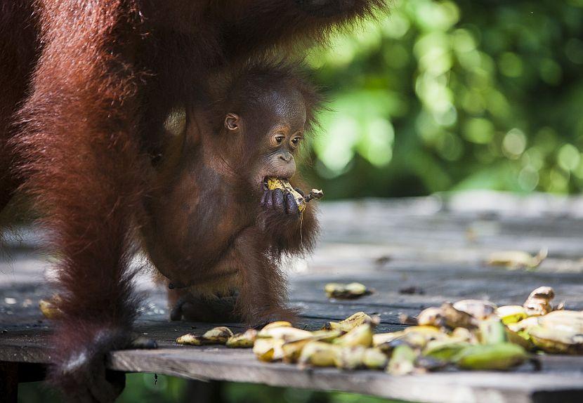 Baby orangutan