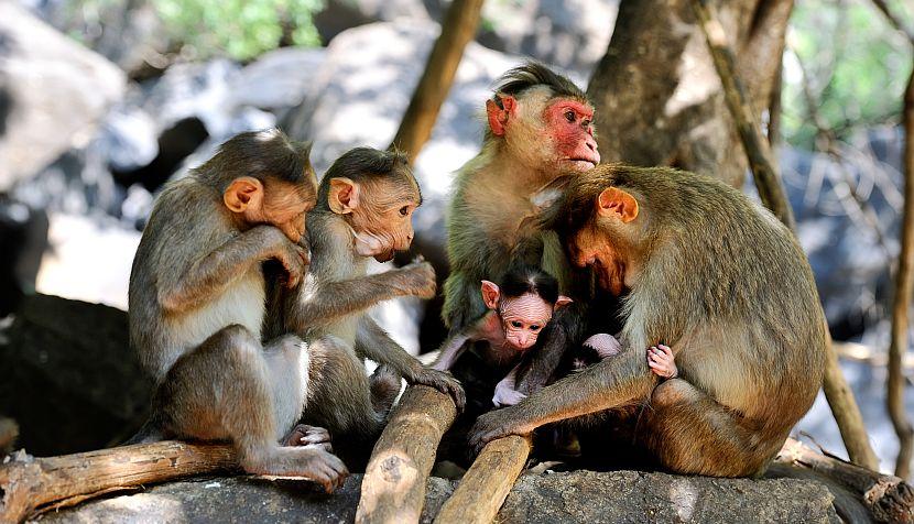 Monkey family