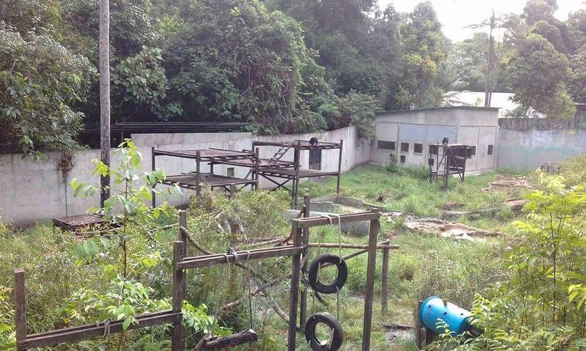 Sun Bear Den Borneo 