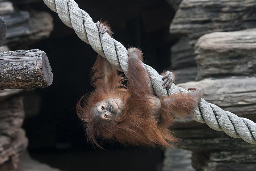 Baby orangutan