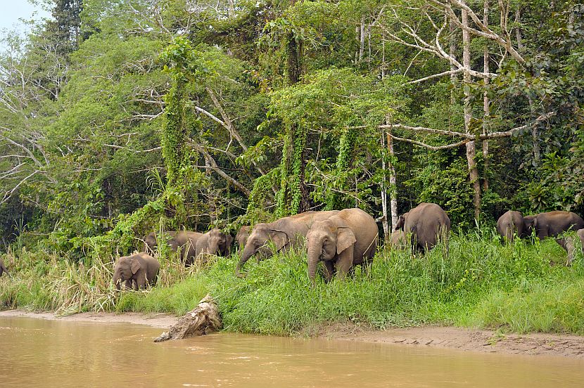 Pygmy Elephants of Borneo | The Great Projects