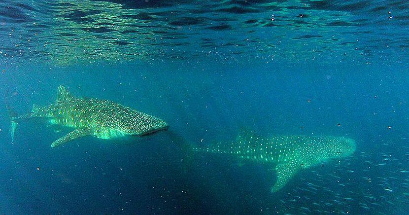 Whale Shark feeding