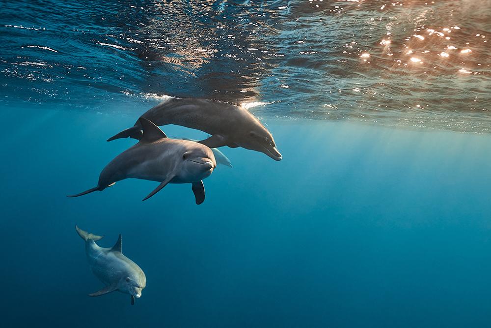 Collective Nouns for Marine Animals