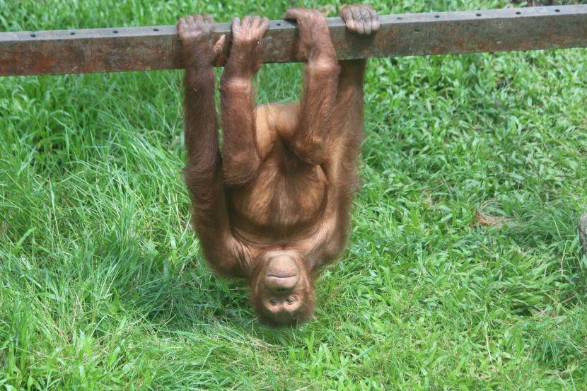 volunteer with orangutans at the matang wildlife centre