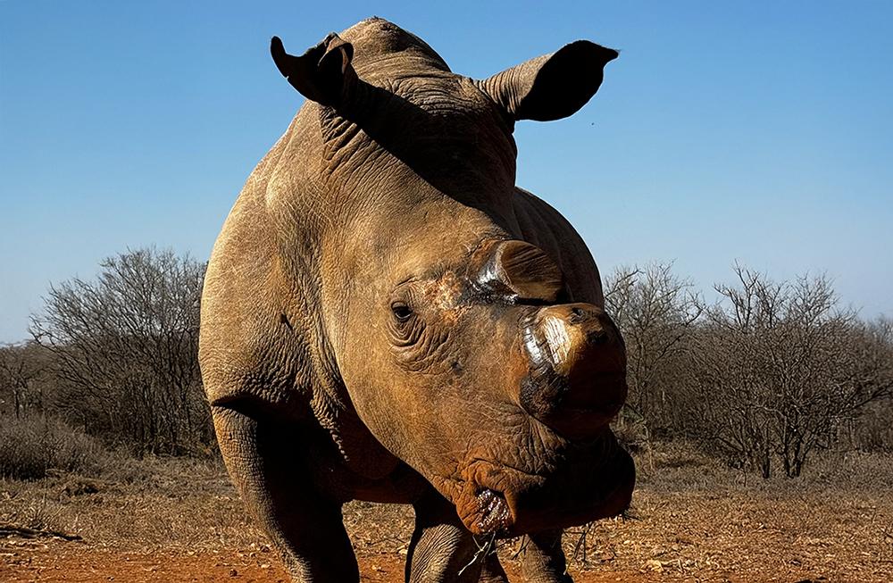 Rescued Rhino