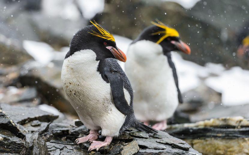 snowy penguin