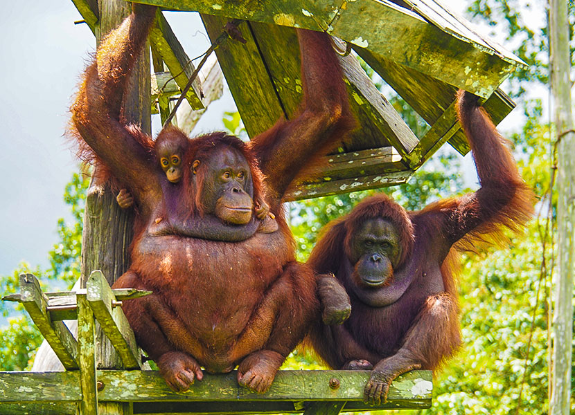Photo Update - Orangutans At Samboja | The Great Projects