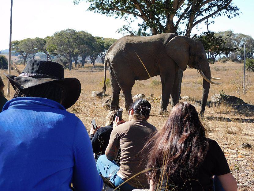 Breakfast With The Elephants